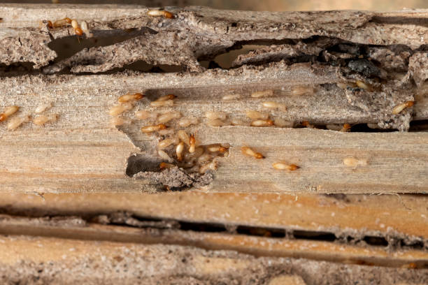 Bird Control in Agoura Hills, CA