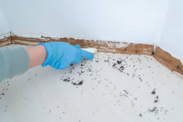 Best Termite Control Services  in Agoura Hills, CA